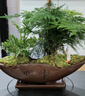 文竹小盆栽竹子新中式禪意茶室微景觀室內辦公室花卉綠植盆景植物 紫砂海納文竹 曬單實拍圖