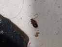 諾優(yōu)寵強(qiáng)力滅蟑螂藥殺蟲餌劑小德國殺蠊藥膏呋蟲咹小屋粉蟑螂噴霧殺蟲劑 【1瓶裝】殺蟲劑1瓶 曬單實(shí)拍圖
