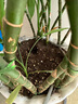 營(yíng)養土通用型有機土家用盆栽多肉養花種菜專(zhuān)用土壤種植養花泥炭土 【養花種菜通用】營(yíng)養土30斤 曬單實(shí)拍圖
