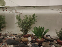 寵小俠純種孔雀魚(yú)觀(guān)賞魚(yú)好養耐活淡水小型魚(yú)熱帶魚(yú)鳳尾熱帶魚(yú)小魚(yú)苗 練手孔雀2-3cm15條（10送5備損） 曬單實(shí)拍圖
