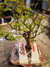 微小石榴樹(shù)苗結果盆景提根造型小品素材花卉園藝綠植物矮霸樁盆栽可以聯(lián)系客服選圖片 一物一拍203 帶盆栽好 曬單實(shí)拍圖