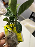 小盆梔子花盆栽四季開(kāi)花不帶花苞室內綠蘿水培花卉綠植物好養易活 20-30cm【1株】好多月開(kāi)花 濃香型梔子花【帶花苞】10天開(kāi)花 曬單實(shí)拍圖