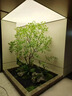 高端彷真楓葉樹(shù)馬醉木室內假樹(shù)綠植造景裝飾大型榕樹(shù)簡(jiǎn)約櫥窗植物 定制尺寸 曬單實(shí)拍圖