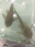 觀賞魚魚苗清道夫糞便盤便宜熱帶工具容易飼養(yǎng)清潔魚缸清道 10-12cm女王清道夫2只送飼料 曬單實(shí)拍圖