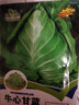 京譽(yù)【苞發(fā)芽】春秋特大牛心包菜蓮花白種籽卷心菜蔬菜春耐寒四季甘藍(lán) 【特大】牛心甘藍(lán)種子##2024新種 粒粒精選：5包約2500粒 高發(fā)芽率 曬單實(shí)拍圖