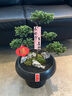 芙洛拉花園【兩小時(shí)達(dá)】五層塔松盆栽送導(dǎo)師青松綠植喬遷之喜開業(yè)教師節(jié)禮物 福滿新居【精致造景五層塔松盆景】 喬遷送禮推薦 曬單實(shí)拍圖