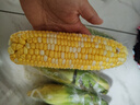 京鮮生云南水果玉米5斤 鮮甜玉米棒 甜脆多汁 新鮮蔬菜 源頭直發(fā)包郵 曬單實拍圖