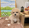 純種泰迪犬馬爾泰幼崽寵物狗狗茶杯犬黃白色香檳泰迪小型 血統(tǒng)級 母 曬單實拍圖