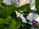 茉莉花苗盆栽帶花苞九里香老樁花卉植物室內(nèi)濃香四季開花好養(yǎng) 大份茉莉花【4-6顆】花苞飽滿 曬單實(shí)拍圖