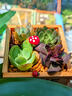 花藝萌多肉植物組合室內(nèi)小盆栽手工diy套餐桌面綠植微景觀拼盤創(chuàng)意擺件 （love 木盒）四顆隨機(jī)發(fā) 含盆 曬單實(shí)拍圖