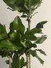 【基地直發(fā)】螺紋鐵盆栽大型綠植辦公室內四季常青懶人好養植物 原始盆（運輸中易開(kāi)裂） 5層螺紋鐵|整高120CM-140CM 曬單實(shí)拍圖