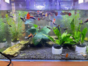 瘋狂石頭魚(yú)缸除藻劑 去藻除青苔綠水魚(yú)塘除藻藥水抑制水藻滋生600ml 曬單實(shí)拍圖
