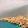 仟蕓寵物可愛(ài)金蛙小金蛙寵物龍魚(yú) 招財金蛙 黃金蛙易飼養 10只（2-3厘米左右） 曬單實(shí)拍圖