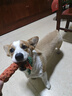 網(wǎng)易嚴選三拼凍干犬糧狗糧幼犬小型中大型成犬美毛通用狗糧網(wǎng)易天成 三拼鴨肉梨犬糧10kg 曬單實(shí)拍圖