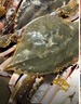 【銷量60W+只】舟山超大梭子蟹鮮蟹活凍大螃蟹生鮮飛蟹大肉蟹 3斤4-5只 【天花板】凈重1600g 曬單實拍圖
