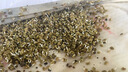 水稻田紫云英種子紅花草草籽可食用養蜂蜜源固氮植物高產(chǎn)果園綠肥 紫云英綠肥種子【正品包出芽】 10斤（凈籽）5000克【熱銷(xiāo)款】 曬單實(shí)拍圖