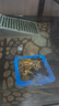 茨格曼 烏龜糧魚(yú)食南極磷蝦干烏龜飼料龍魚(yú)飼料錦鯉南極蝦# 蝦干3000ml 曬單實(shí)拍圖