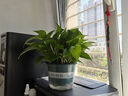 綠有意綠蘿盆栽室內植物花卉綠植水培長(cháng)藤垂吊大葉綠籮新房家用吸除甲醛 180綠加侖吸水綠蘿4盆+壺+10肥 帶盆帶土發(fā)貨 曬單實(shí)拍圖