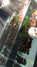 森森 超白玻璃小魚缸HWK-280P裸缸款含底座小型造景水草缸金魚缸 曬單實(shí)拍圖