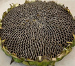 新鮮食用生吃現(xiàn)摘現(xiàn)發(fā)葵花盤頭帶籽帶盤原味向日葵葵花子 大盤(直徑22cm左右)*2盤 曬單實拍圖