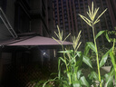 莫 家戶外太陽能遮陽傘大型LED帶燈室外日夜兩用羅馬傘抗風(fēng)庭院傘 帝豪款【雙桿】3米配超大水箱 曬單實(shí)拍圖