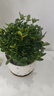 四季常青金魚(yú)花吊蘭盆栽室內綠植花卉多肉植物發(fā)財樹(shù)好養易活客廳 金魚(yú)吊蘭【整盆20-30顆】原盆土 曬單實(shí)拍圖