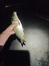 川澤強(qiáng)硬鋒袖魚鉤子線雙鉤黑坑防纏繞鯽魚鉤正品綁好成品競(jìng)技袖鉤 45CM有刺【鉤3線0.8】 強(qiáng)硬鋒袖20付 曬單實(shí)拍圖