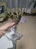 【馬上開(kāi)花】四季開(kāi)花香水玫瑰老樁鮮切花老根月季盆栽多色薔薇花 H50香水玫瑰花老樁四季開(kāi)花 曬單實(shí)拍圖