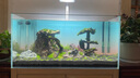 瘋狂水草（FKSC）莫斯水草活體植物魚(yú)缸造景底部前景套餐懶人陰性莫斯樹(shù)沉木水榕 莫斯水草組合B【帶水草膠】 曬單實(shí)拍圖