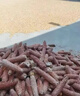 中農益嘉 玉米剝皮機扒皮機小型家用包谷全自動(dòng)扒皮脫皮去皮機撕皮 剝皮脫粒兩用一體機+5.5kw電機 曬單實(shí)拍圖