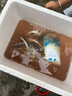【魚苗批發(fā)】鱘魚鮮活魚苗 中華鴨嘴鱘魚苗活體活魚觀賞食用龍筋鱘特大淡水本地批發(fā)1-30斤可選 10-15cm鱘魚10條 曬單實(shí)拍圖