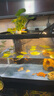 闊庭（KUOTING）魚缸水族箱生態(tài)桌面魚缸新款懶人魚缸生態(tài)造景過濾制氧一體機黑色 曬單實拍圖