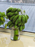 黃六爺禁止蕉綠一整串水培香蕉拒絕焦慮辦公室芭蕉桌面靜止焦綠蘋(píng)果香蕉 7-9斤 【送蕉綠卡片】 曬單實(shí)拍圖