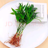 行湘竹柏水培綠植盆栽植物驅蚊花卉 竹柏20株不含瓶+營(yíng)養液 源頭直發(fā) 曬單實(shí)拍圖