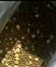 伯納天純凍干牛肉粒三拼全價犬糧10kg/20斤 曬單實(shí)拍圖