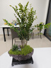 想開(kāi)小葉紫檀盆景樹(shù)樁植物老樁盆栽客廳桌面室內(nèi)綠植好養(yǎng)樹(shù)苗四季常青 叢林紫檀+靜字盆【整套種好發(fā)貨】 帶盆栽好 曬單實(shí)拍圖