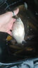 久巖 新關(guān)東魚鉤成品綁好子線雙鉤套裝黑坑鯽魚鯉魚鰱鳙大物無刺魚鉤 75cm新關(guān)東無刺-鉤2+1.2 鉤3+1.5 曬單實(shí)拍圖