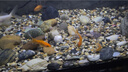 當貝智能魚(yú)缸壁掛過(guò)濾器 外置過(guò)濾桶靜音水泵 AI智能魚(yú)馬桶N1 800升AI 曬單實(shí)拍圖