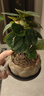 八芽盆栽小盼菩提樹(shù)植物室內禪意盆景辦公室桌面好養綠植源頭直發(fā)包郵 蓮花盆菩提（含紫砂托盤(pán)） 曬單實(shí)拍圖