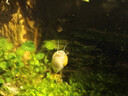 黃金螺活體寵物飼料除藻魚(yú)觀(guān)賞螺清潔魚(yú)缸吃魚(yú)糞便淡水專(zhuān)用工具螺 【活動(dòng)】黃金螺0.5cm3個(gè)/送2備損 曬單實(shí)拍圖