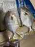 翔泰 海南金鯧魚(yú)凈重900g 2條裝  魚(yú)類(lèi)生鮮 燒烤 火鍋食材 海鮮水產(chǎn) 曬單實(shí)拍圖