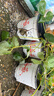 壽禾草莓苗帶土發(fā)貨大苗壽禾苗場(chǎng)四季帶盆栽好秋冬季批發(fā)奶油秧苗 （小白4盆+奶油4盆）草莓苗8盆 曬單實(shí)拍圖