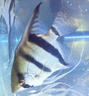德彩（tetra）七彩神仙魚飼料93g 熱帶觀賞魚食通用孔雀魚增艷小顆粒緩沉魚糧 曬單實(shí)拍圖