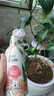 皎潔花卉殺蟲劑植物土壤綠蔬菜蚜蟲小黑飛月季花草紅蜘蛛蚧殼蟲500ml 曬單實(shí)拍圖