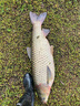 佳釣尼（JIADIAONI）無(wú)二輕狂輕量大物竿釣魚(yú)竿28調青鱘鰱鳙魚(yú)竿手竿超輕硬高碳手桿 7.2m 無(wú)二輕狂 熱銷(xiāo)款 曬單實(shí)拍圖
