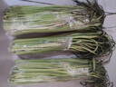 今年頭茬新鮮蒜苔生鮮超市品質(zhì)蒜薹蔬菜調(diào)料涼拌炒制即食蒜苔 5斤【新鮮蒜薹】 曬單實(shí)拍圖