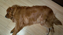 伯納天純舒純系列全價(jià)狗糧三文魚(yú)配方犬糧低敏成犬幼犬主糧12kg/24斤 曬單實(shí)拍圖