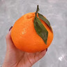 京配嘉果四川春見(jiàn)耙耙柑正宗粑粑柑新鮮水果橘當(dāng)季丑桔子整箱禮盒裝 3斤優(yōu)選裝（無(wú)禮盒） 曬單實(shí)拍圖