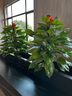 雙盟綠蘿盆栽除甲醛花卉綠植辦公新房?jì)艋諝?80龍蛋光面4盆源頭直發(fā) 曬單實(shí)拍圖