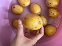 【富硒產區(qū)】恩施小土豆馬鈴薯新鮮高山農家迷你小洋芋【活動】 恩施小土豆兩斤【雞蛋大小，凈重】 曬單實拍圖